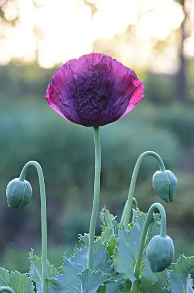 罂粟花图片_图片大全