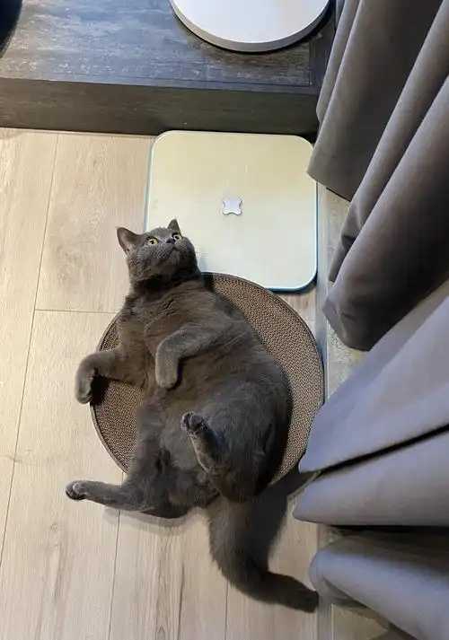 大家的蓝猫在绝育后会疯狂长胖吗