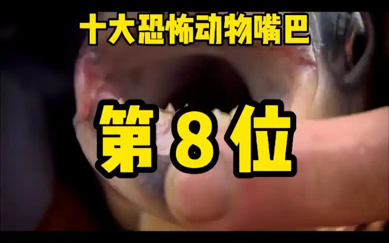 动物世界十大恐怖动物嘴巴第八位锯腹脂鲤