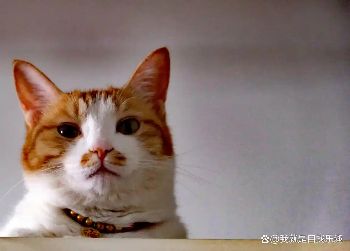 朋友家萌猫的表情包!