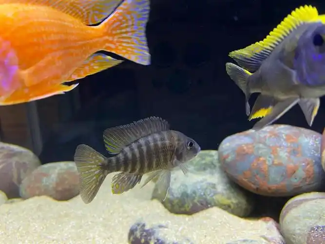 三湖慈鲷孔雀类出坑啦