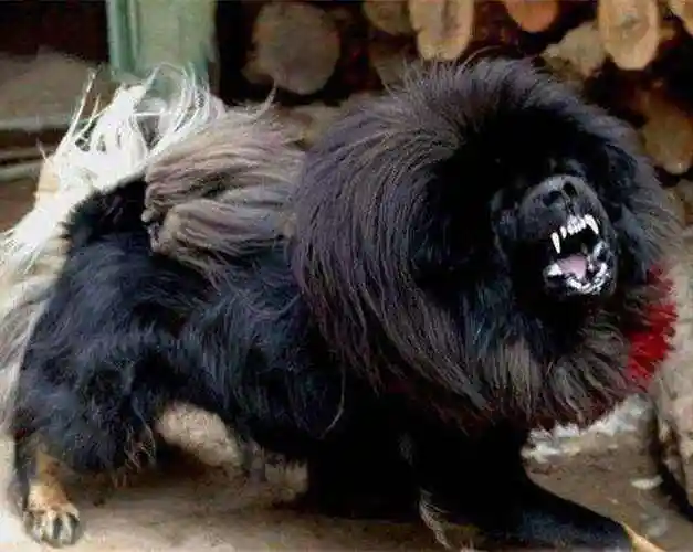 鬼獒的外貌特征性格