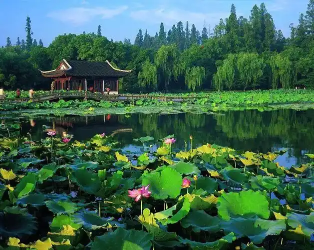 水墨荷塘——西湖荷花,点亮了来看!