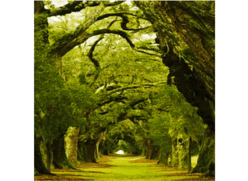 自上古时期起橡树就被意大利人誉为"神圣的生命之树"