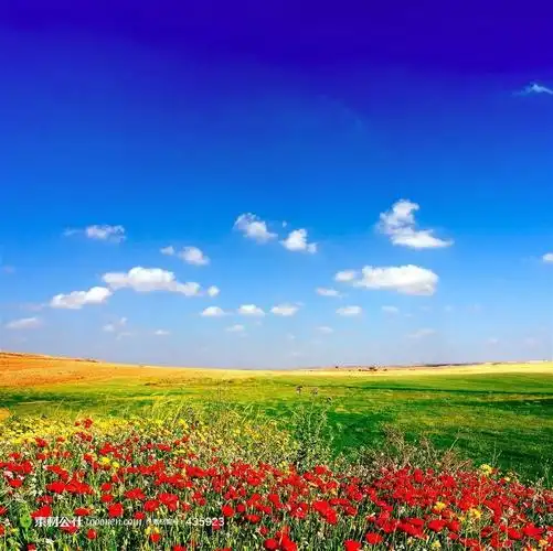 蓝天白云,百花盛开,姹紫嫣红