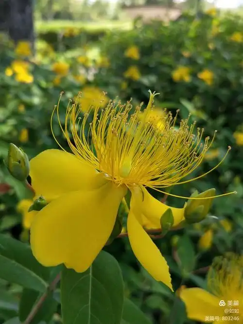 小小金丝桃 美丽又漂亮 - 美篇