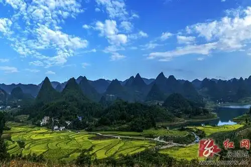 稻熟景如画_乡镇速递_永顺新闻网