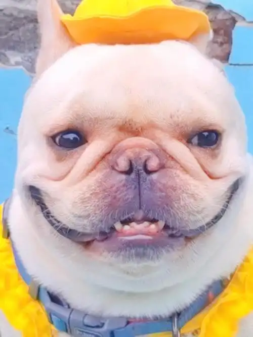 法斗胖狗的礼貌性微笑