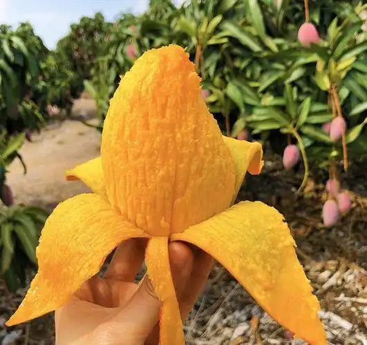 海南红玉芒玉文芒特大红芒果应季热带新鲜水果现摘现发包邮10斤