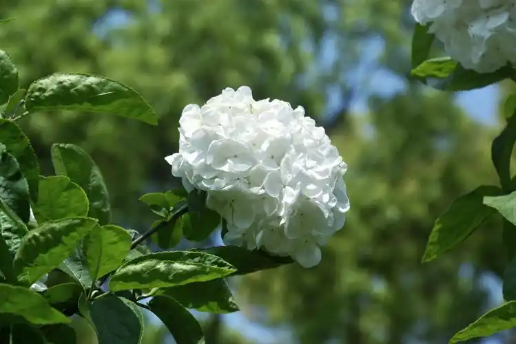 据说白色绣球花花语是希望和热情南京绣球公园