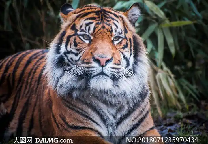 表情冷冷的大老虎特写摄影高清图片_大图网图片素材