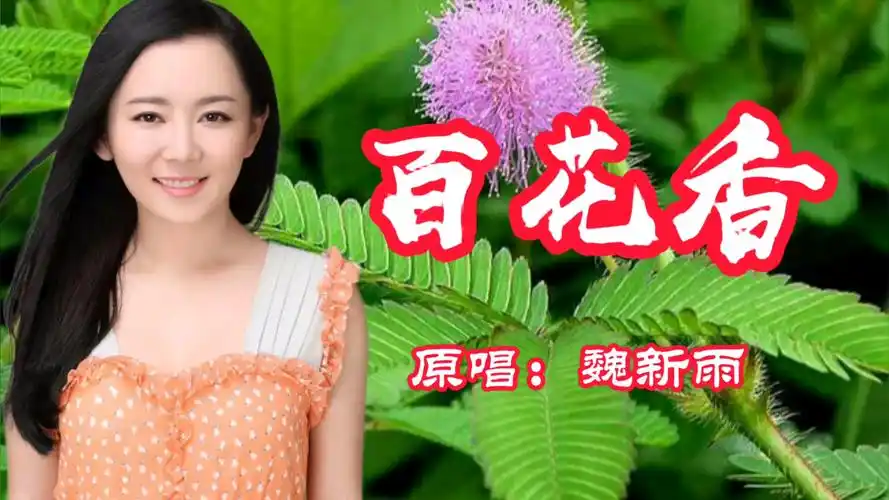 2020年热歌dj版《百花香》魏新雨原唱情歌,旋律欢快优美动听