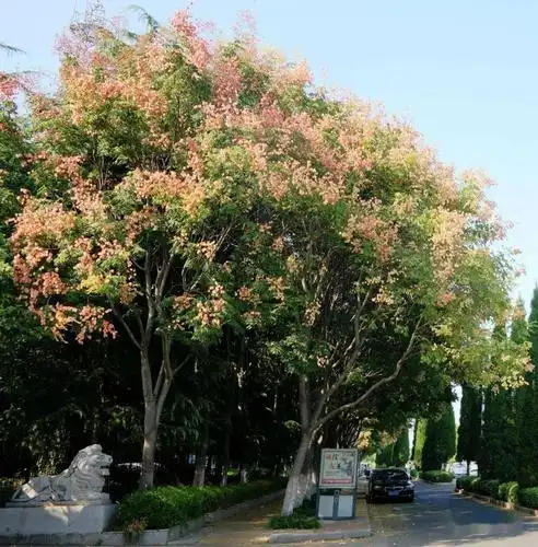 宿迁市城市道路行道树选用相关工作规范