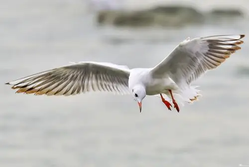 海鸥翩翩舞乐在深圳湾