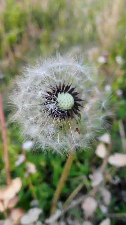 一种让人觉得美丽的植物——蒲公英.