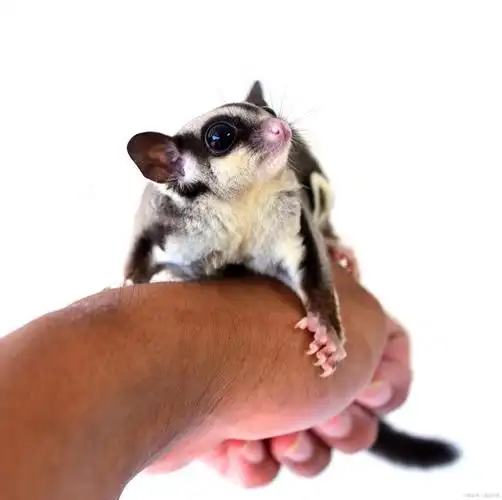 小埋养宠物:宠物蜜袋鼯怎么养?