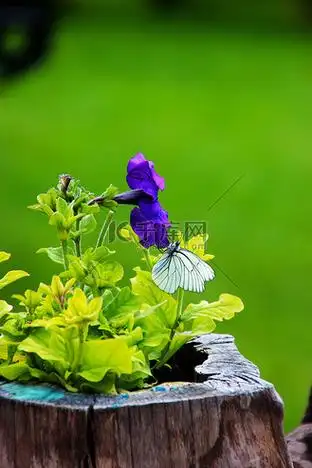 蓝紫色蝴蝶图片_蓝紫色蝴蝶素材-蓝紫色蝴蝶图片大全-千库网