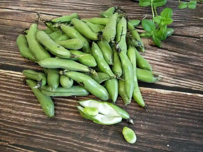 齐梅齐美食蚕豆项链