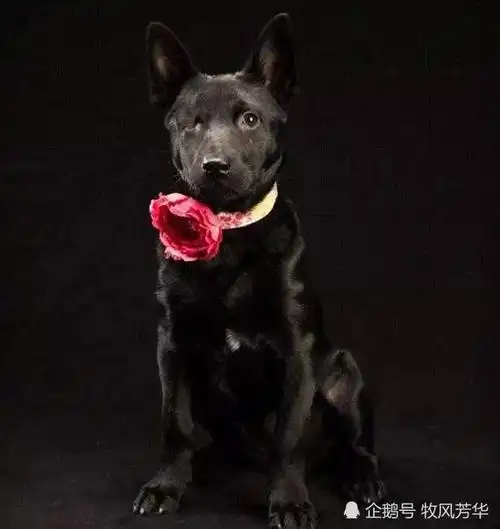 狗真的会看到人类看不到的东西吗