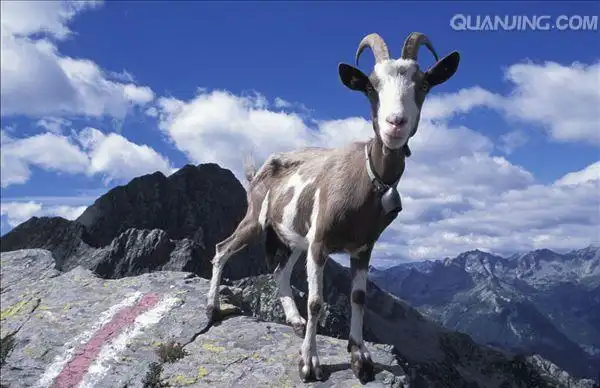 山羊