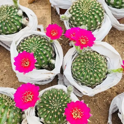 多肉植物仙人球阳春丸 开花多肉盆栽防辐射仙人掌类自根多肉批发
