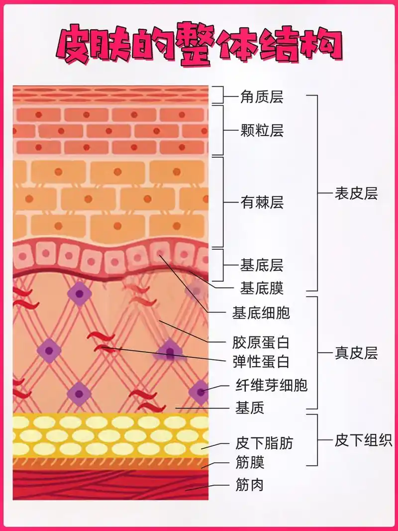 表皮皮肤结构及作用