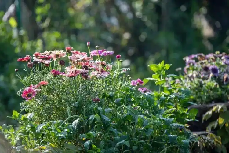 乐游无锡锡山的多多花园开门迎客啦