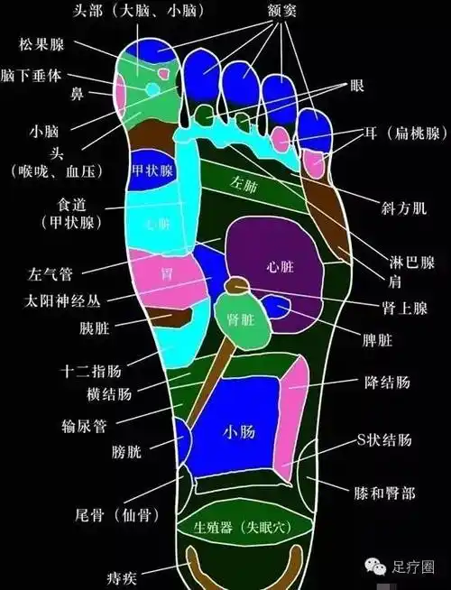 养生从脚开始脚底穴位图按摩