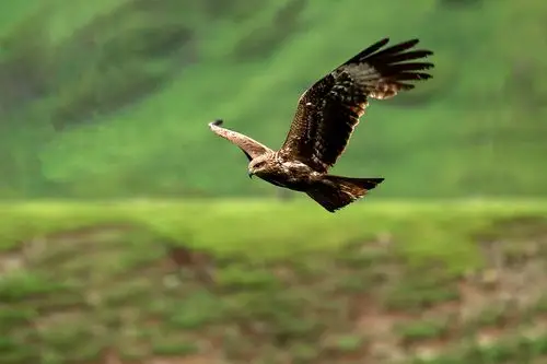 《 天山雄鹰 》