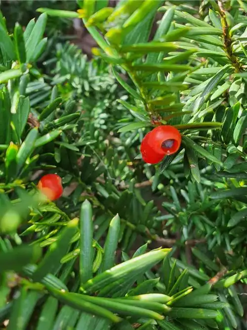 红豆杉的果实去掉籽可以吃哇