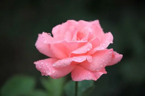 愿做尘世一朵花