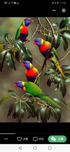 百鸟朝凤千姿百态图,太漂亮了!