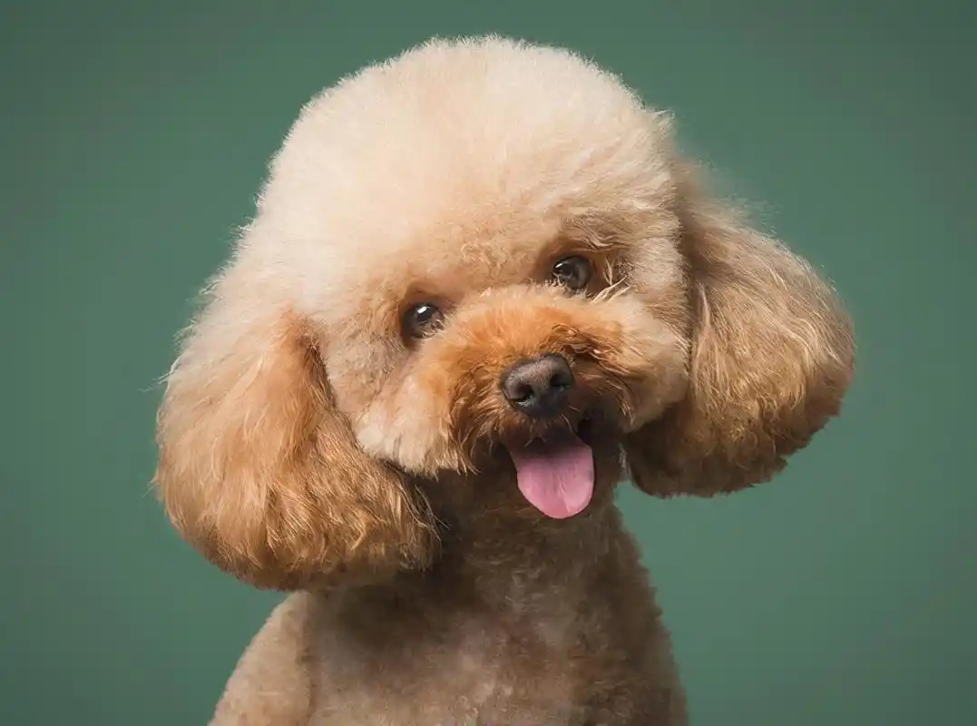 关于泰迪犬"鲜为人知"的几个秘密,养狗十年也未必知道