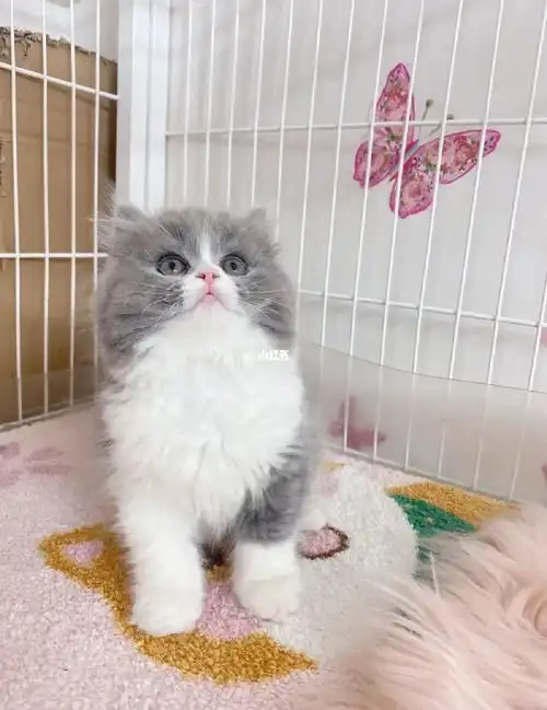 弟弟妹妹都有 两针疫苗 驱虫两次#蓝白  #蓝白长毛猫  #英短蓝白  #英