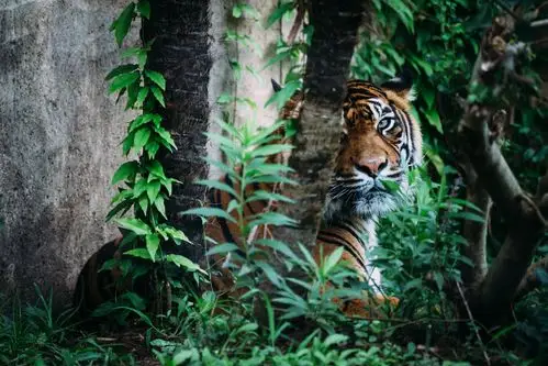 老虎丛林高清壁纸