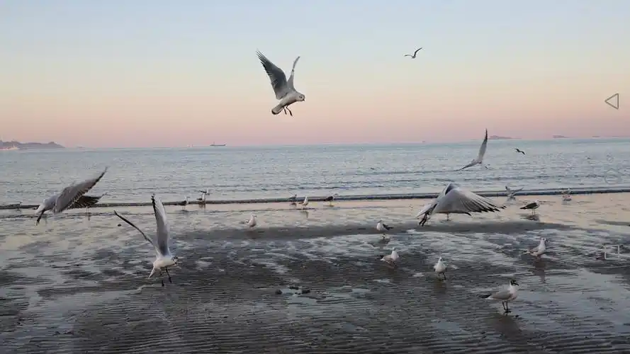 大海与海鸥,大海是画的背景,海鸥是画的点缀.