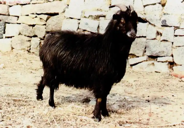 全国家养动物品种信息标准化莱芜黑山羊品种简介