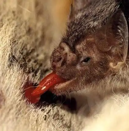 黑夜中的嗜血恶魔——吸血蝙蝠