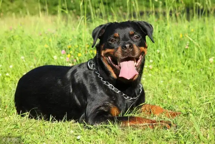 世界名犬之罗威纳犬凭什么它们能成为警犬界最优秀的种类