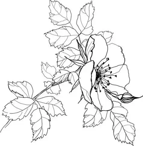 花怎么画简笔画视频铅笔画