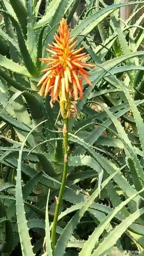 木立芦荟(木立芦荟的养殖方法和注意事项)