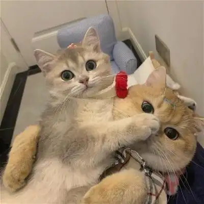 可爱的猫咪头像