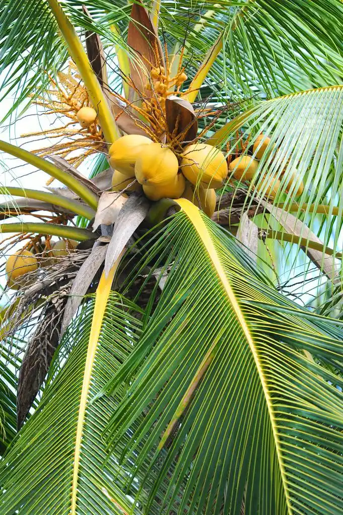 椰子果,椰子棕榈树上的果实