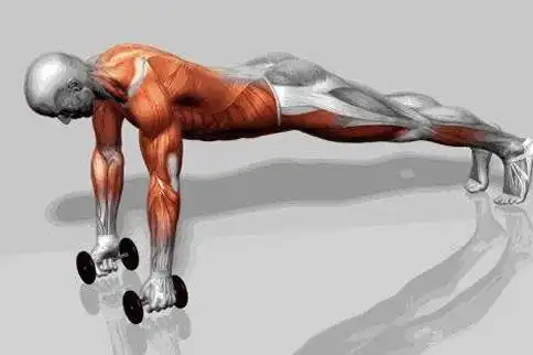 哑铃训练背阔肌动作