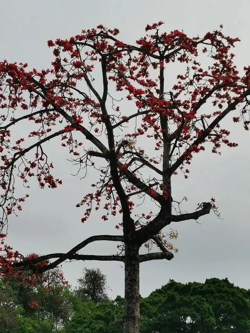 木棉树 木棉花 - 抖音