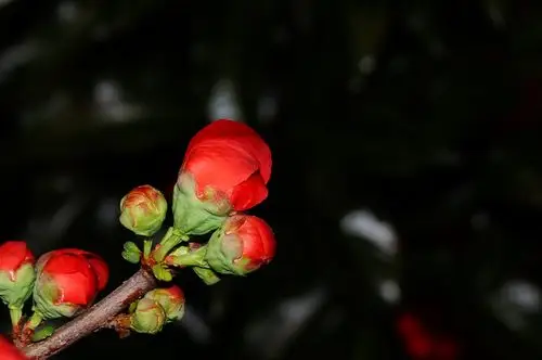 含苞待放海棠花