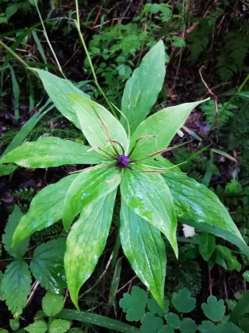 重楼别名七叶一枝花