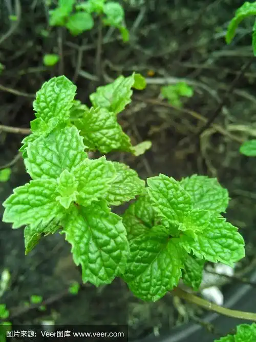 花园里的薄荷树