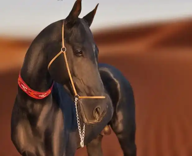 汗血宝马——马中的贵族