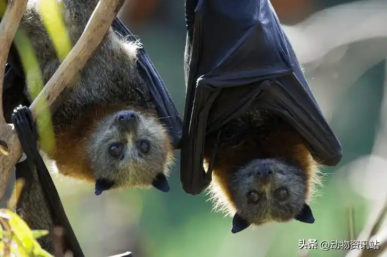 世界上最可爱的蝙蝠_物种_斑点_是一种